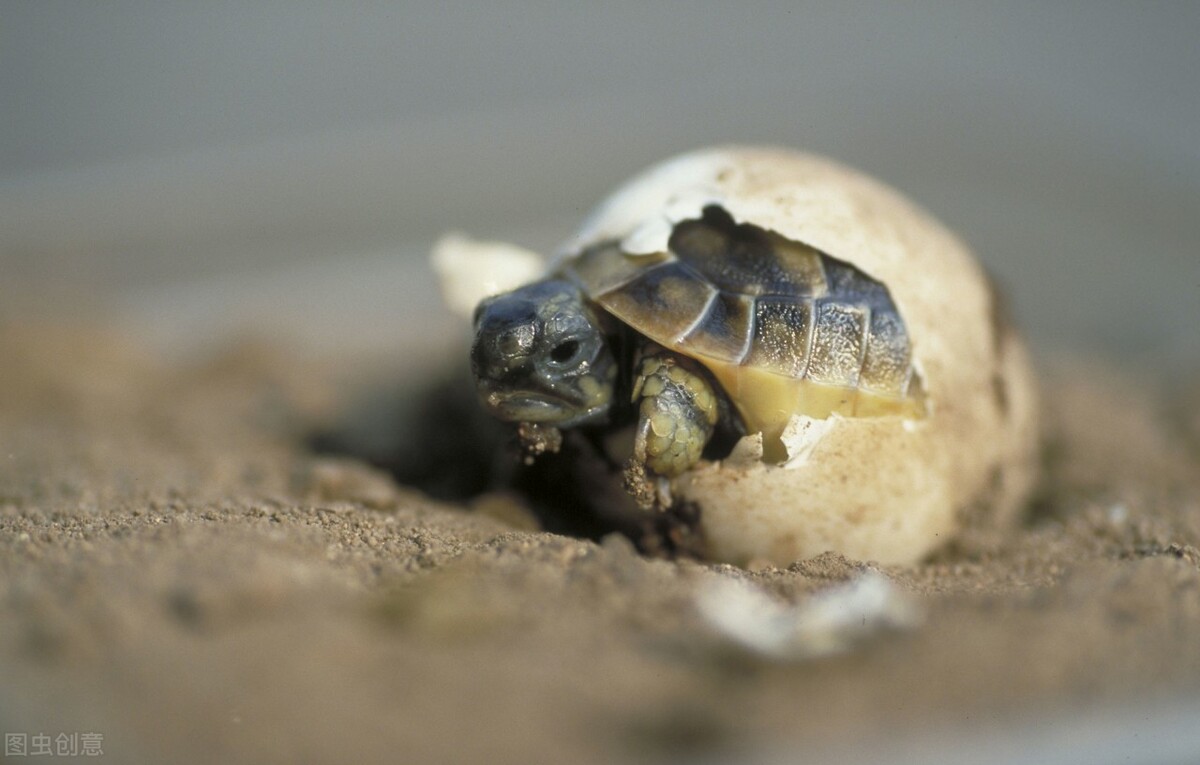 Wild tortoises do not hatch eggs and need to be hatched artificially ...