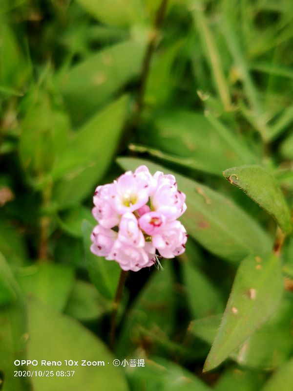这种草是蓼科植物里的美人 有着艳压群芳的美丽 Mp头条