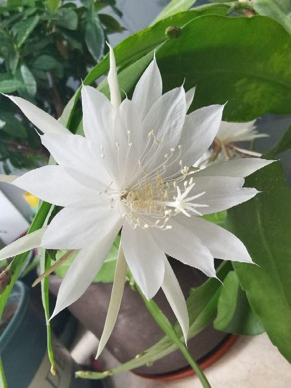 These 5 unique flowers bloom only at night, so you can cook them and
