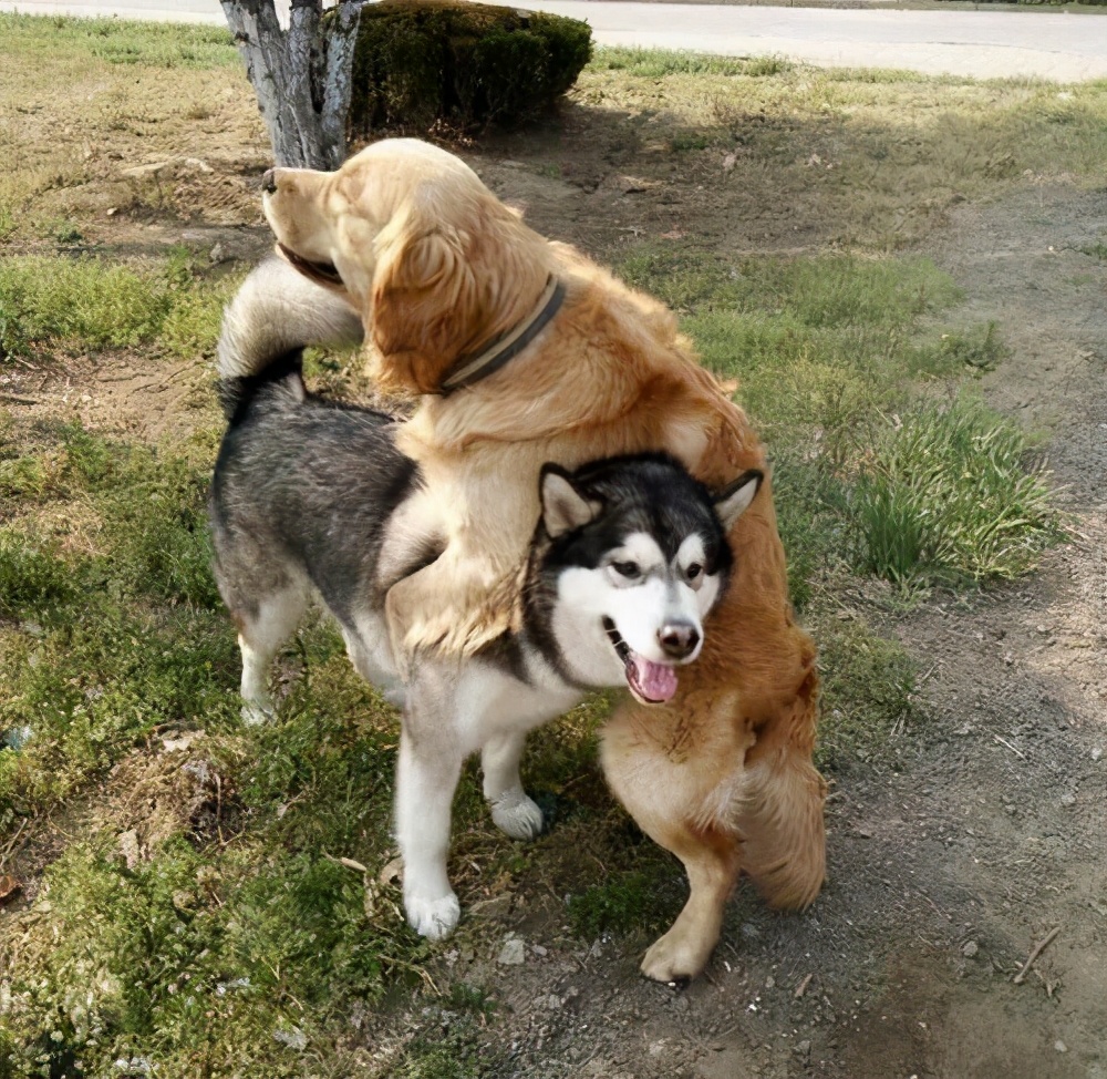 When the Golden Retriever meets the Husky, it is a "dog blood plot" - iMedia