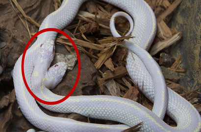 Popular Science: It's not a myth, there really are two-headed snakes in the world - iMedia