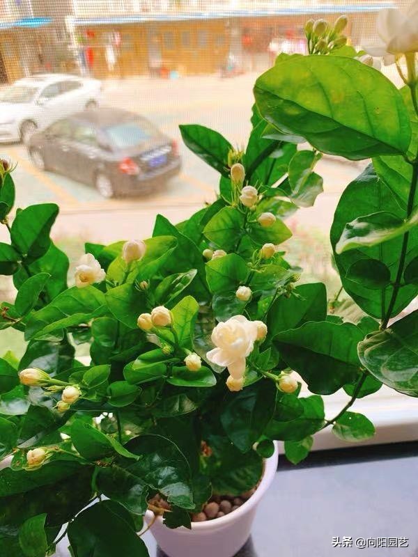 Jasmine leaves turn yellow, according to different conditions, prescribe the right medicine to