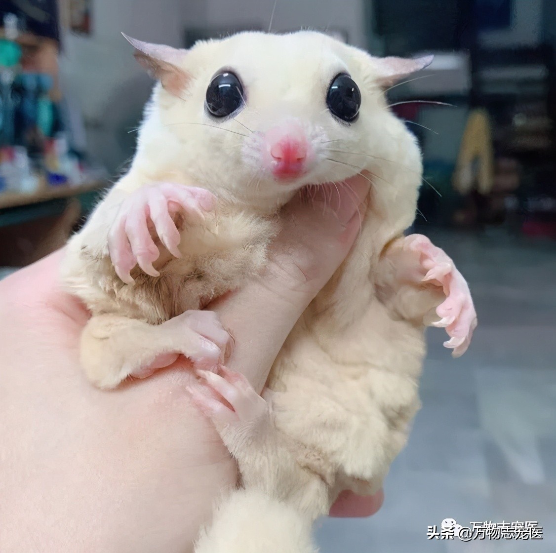 Little honey glider is really difficult to raise, these