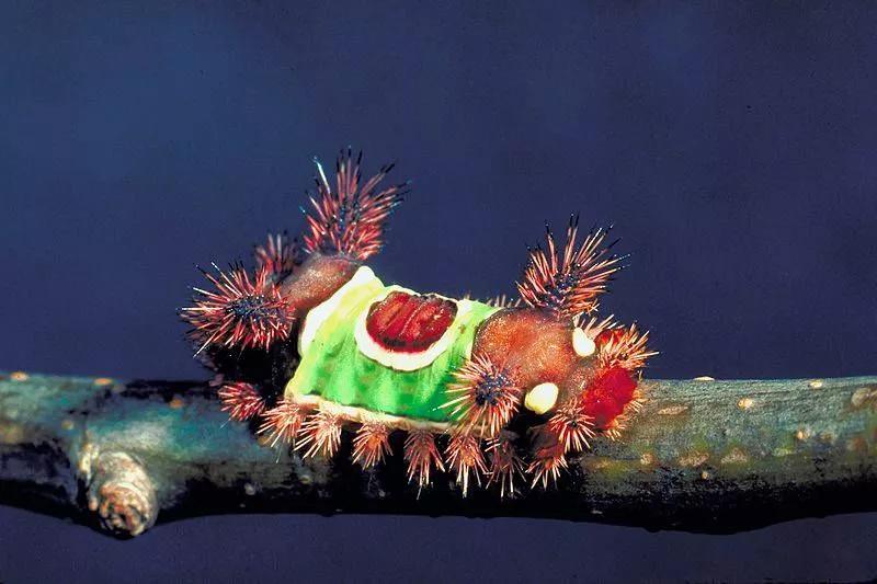 蓝闪蝶 紫胸佛法僧 青蛙鱼 盘点世界上最迷幻的15种生物 资讯咖