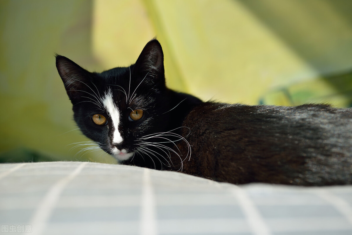 Cats frequently vomit yellow water iMedia