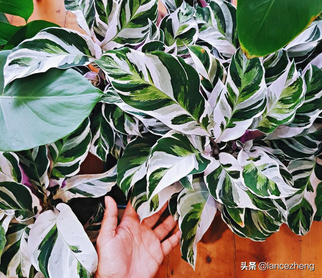 油画竹芋怎么养都焦边 快来看看问题出在哪里 资讯咖