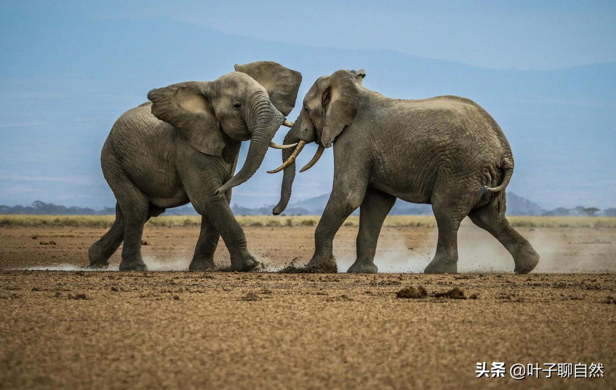 The matriarchal society and bachelor of elephants, interesting animal ...