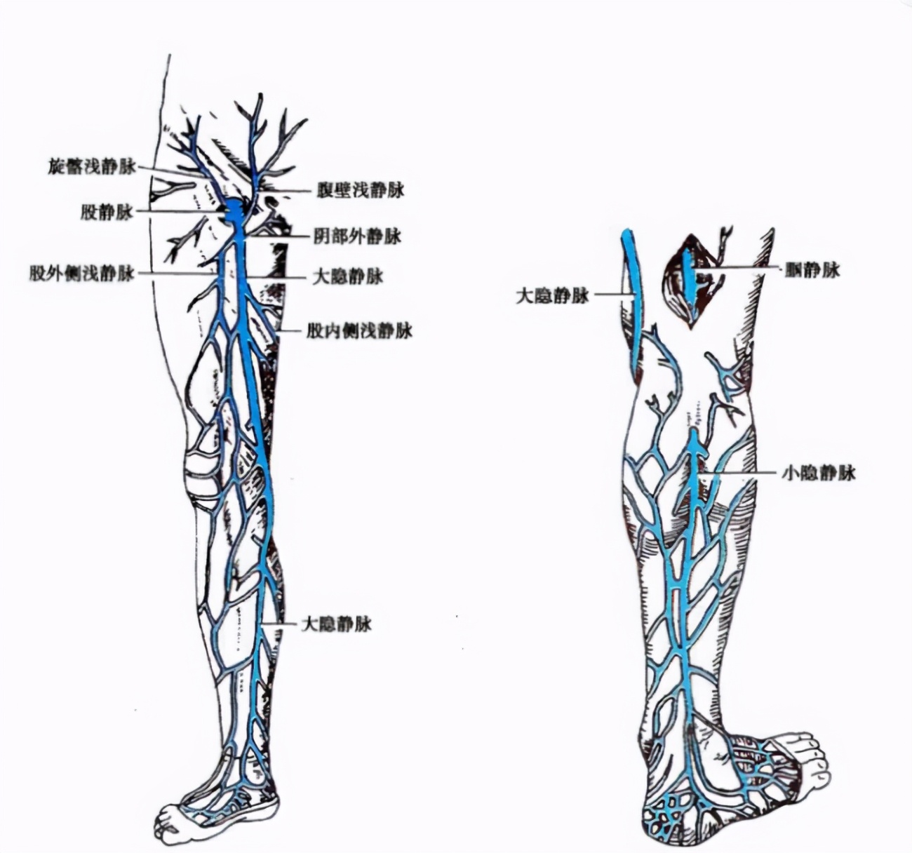 解剖学 下腔静脉 A 医学百科