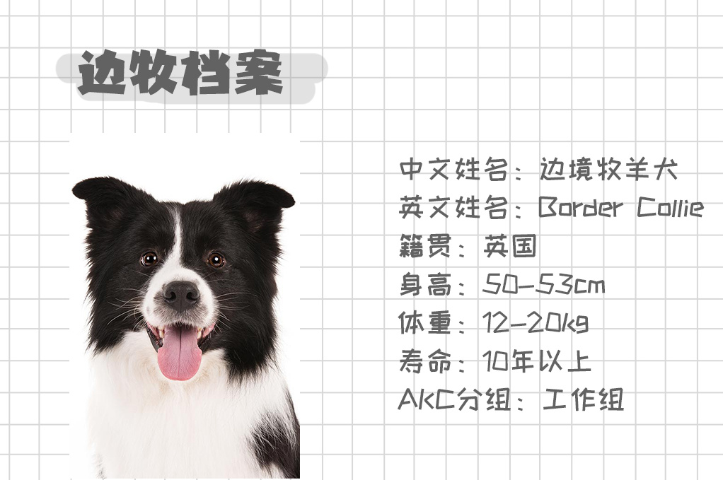 边境牧羊犬 你真的是狗吗 Mp头条