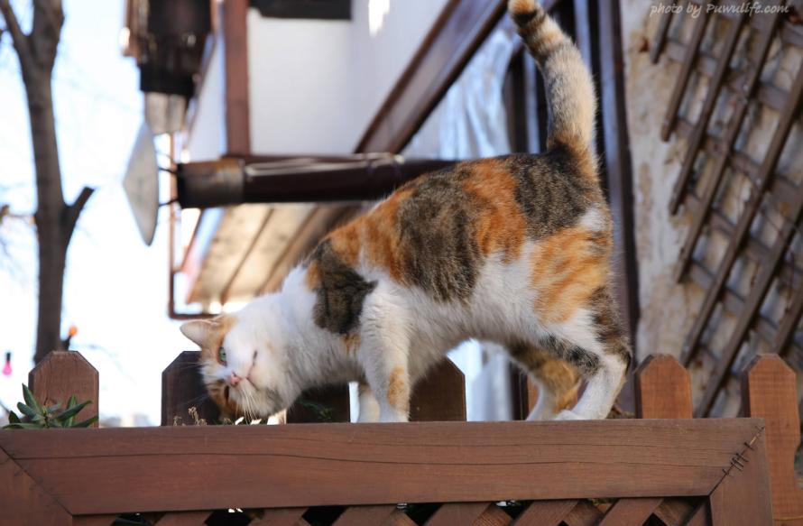 What are the advantages and disadvantages of keeping a cat at home?Must