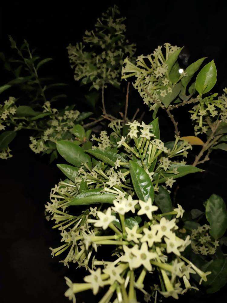 These 5 unique flowers bloom only at night, so you can cook them and