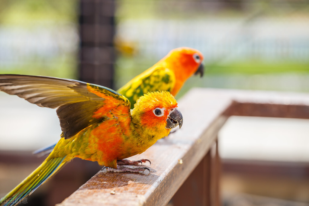 How long does a parrot take to feed iMedia