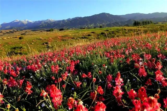 草原最美的花 火红的萨日朗 一梦到天涯遍地是花香 资讯咖