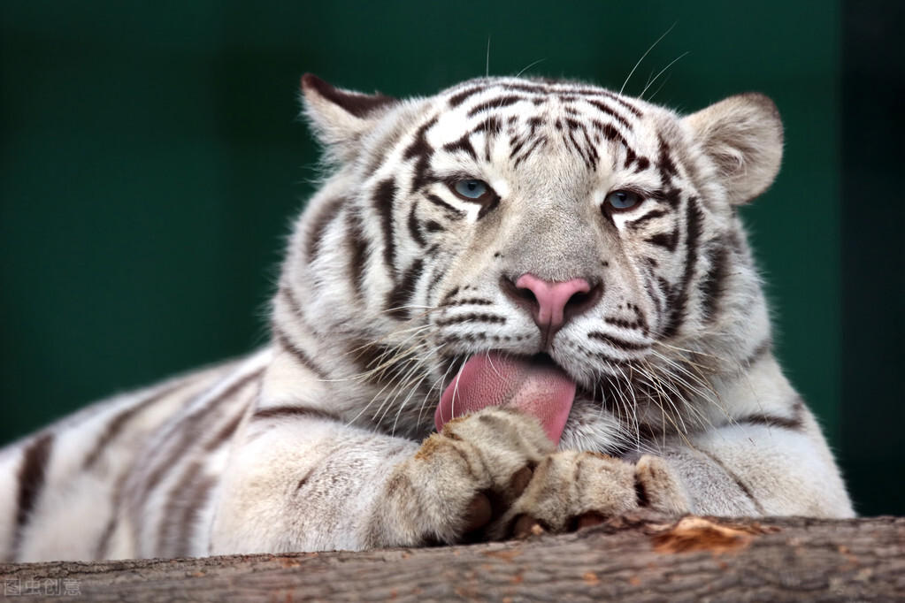 white lion vs tiger