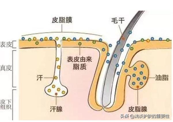 脸又油又干 那是因为你水油不平衡了 资讯咖