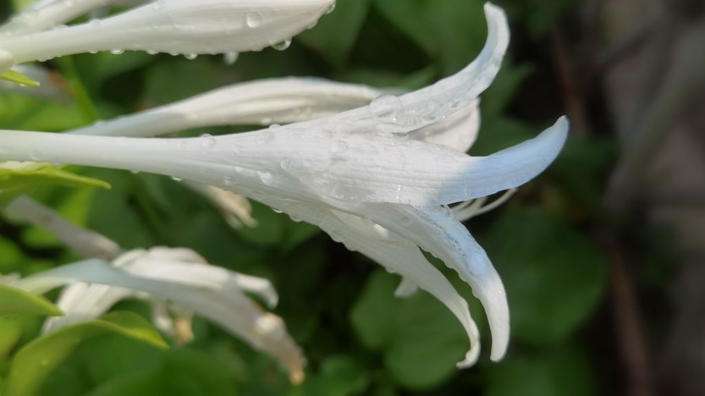 The Sunny And Rainy Days Change Twice And The Flowers Bloom With The Same Beauty The Beautiful Scenery After The Rain That Day And The Heavy Rain In The Evening Inews