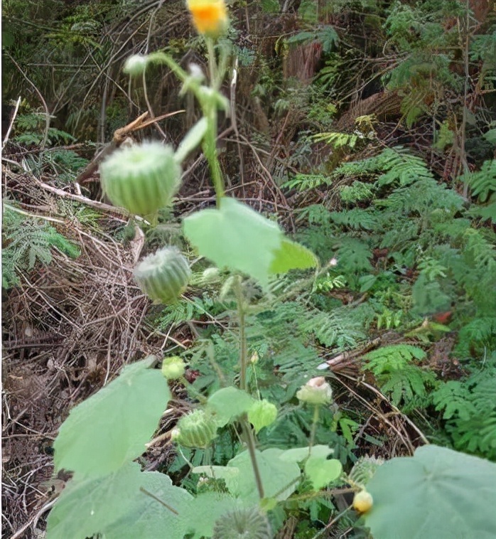 一种 野草 养成盆栽 学医的朋友一看太高兴了 这功效极其少见 资讯咖