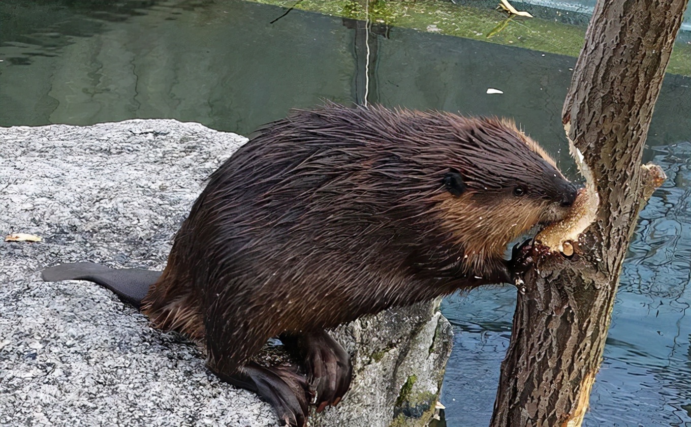河狸 号称人类之后第二大建筑师 蠢萌的外表下 却带来极大伤害 资讯咖