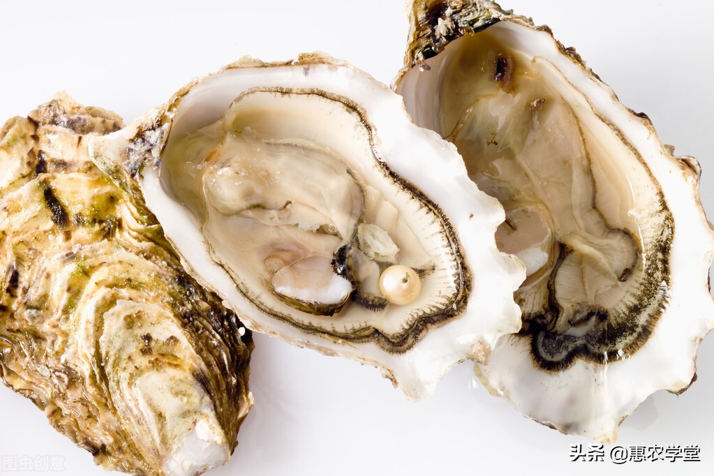 Where is the origin of pearl oysters?What is the difference between raw