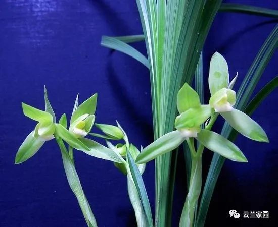 詳解春蘭 蕙蘭 建蘭 寒蘭 墨蘭 春劍 蓮瓣蘭的鑑別 資訊咖