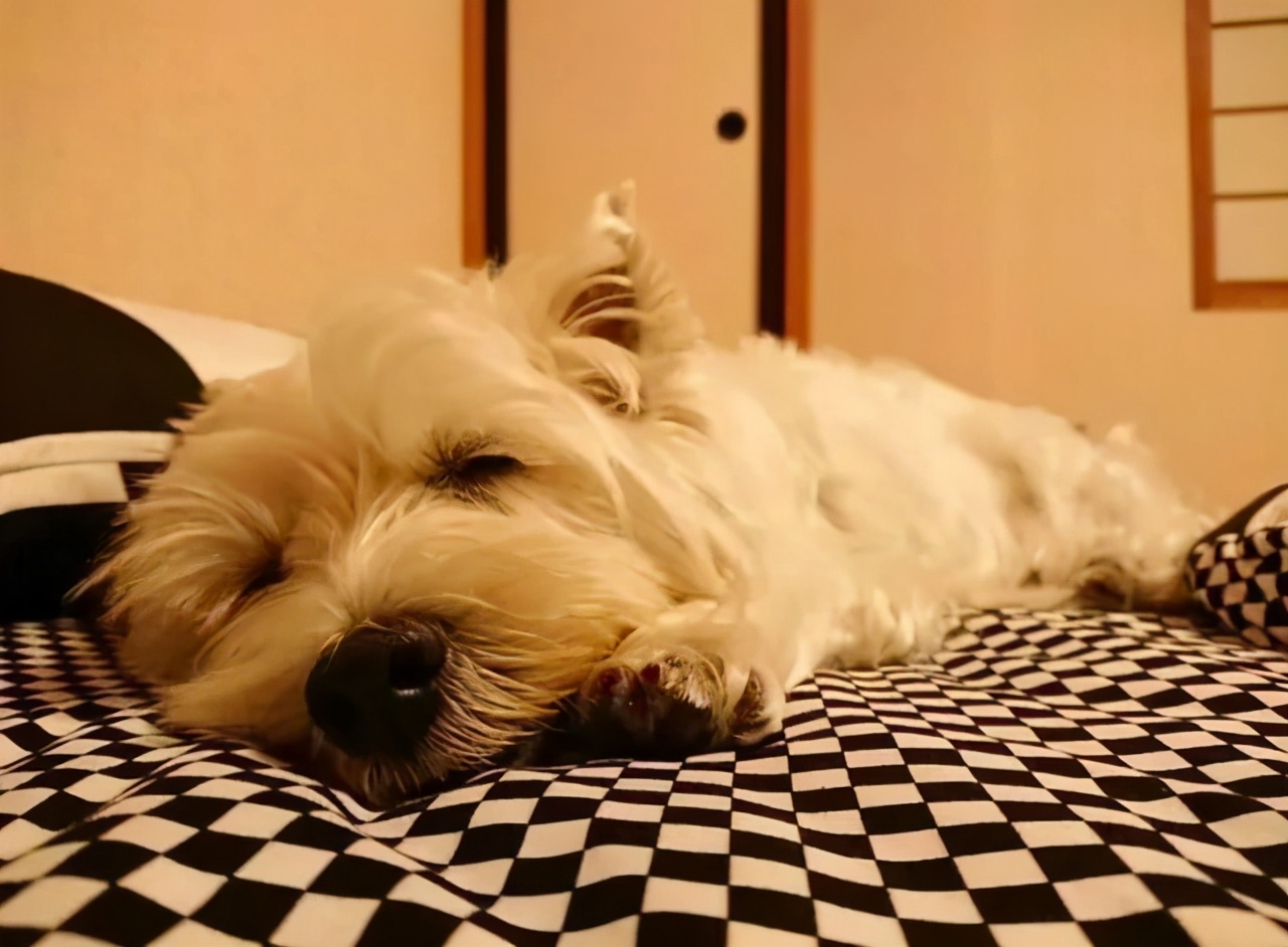 dog afraid of air conditioner