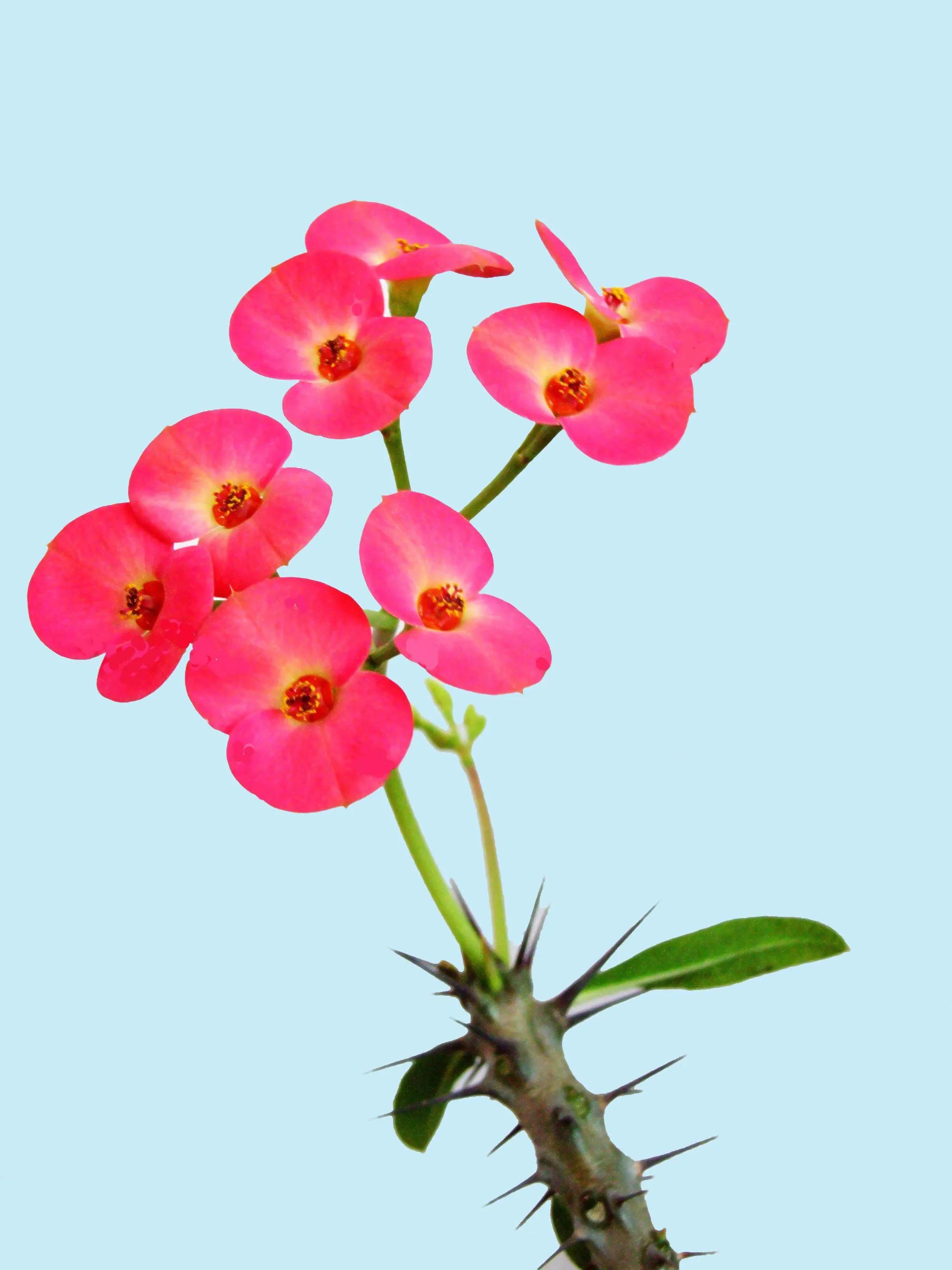 Tiger thorn plum, flowers resemble plums, stems with thorns, leaves