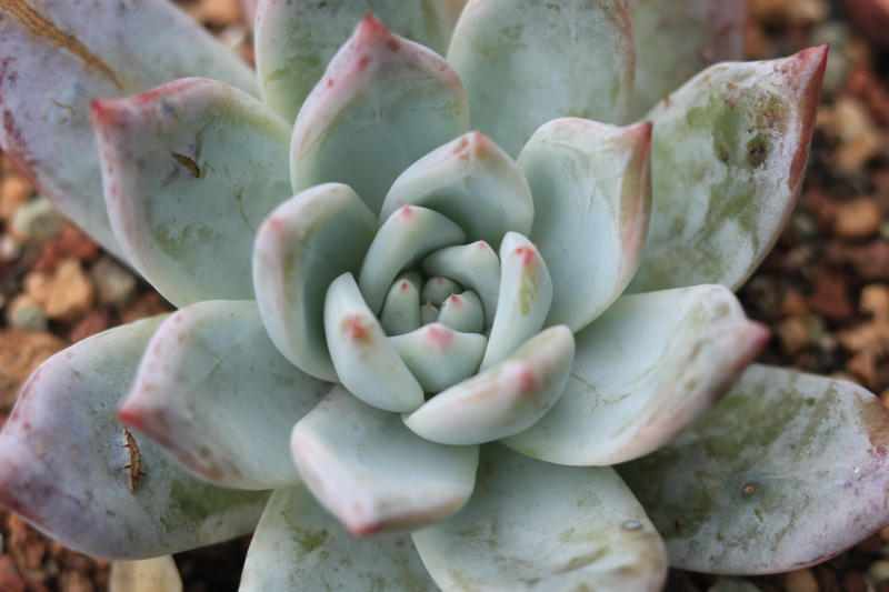 塔帕帕 景天科拟石莲花属多肉植物 中型种 叶披粉粉绿色 资讯咖
