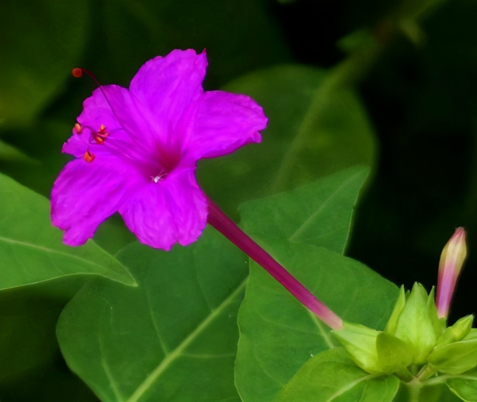 These 5 unique flowers bloom only at night, so you can cook them and