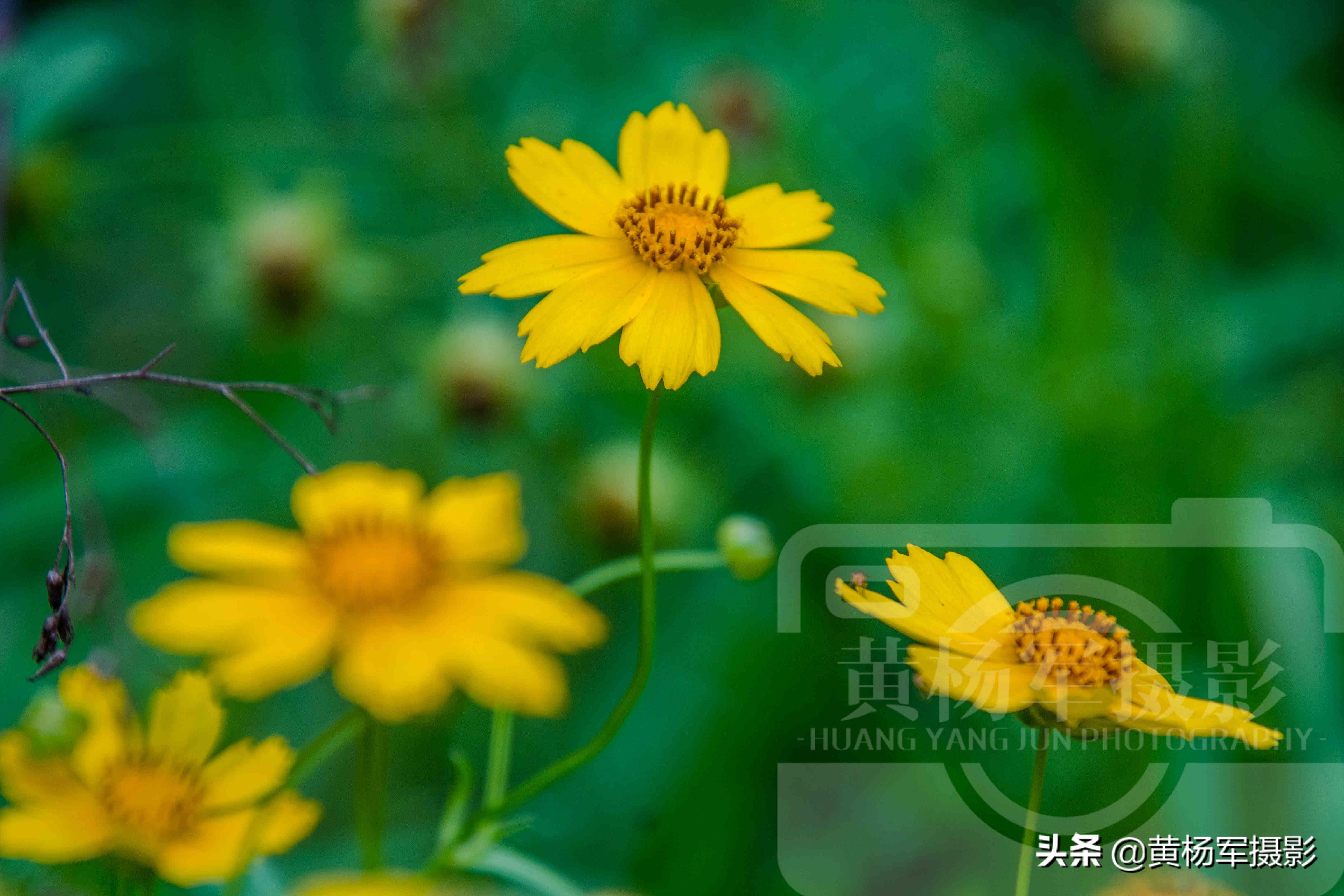 夏日盛开美如画的金鸡菊 金黄的花朵惹人爱 花繁叶茂的菊科植物 资讯咖