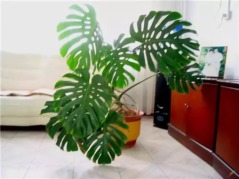 10 "auspicious flowers" suitable for living room, high style, beautiful