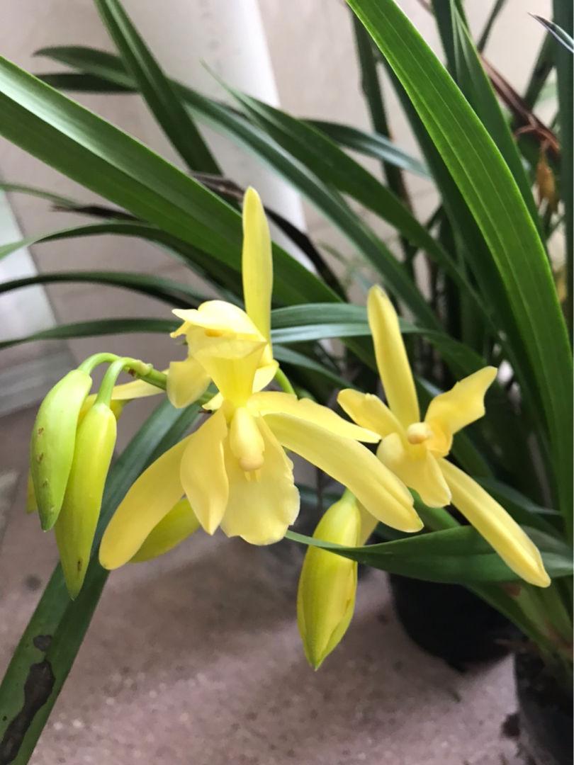 8 ways to save money and grow flowers, learn 5, you can save a lot of money iMedia