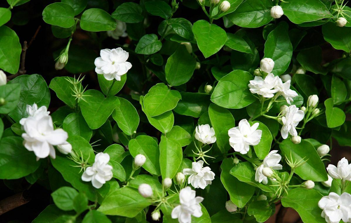 How to maintain jasmine during blooming?Make 4 points, it's not