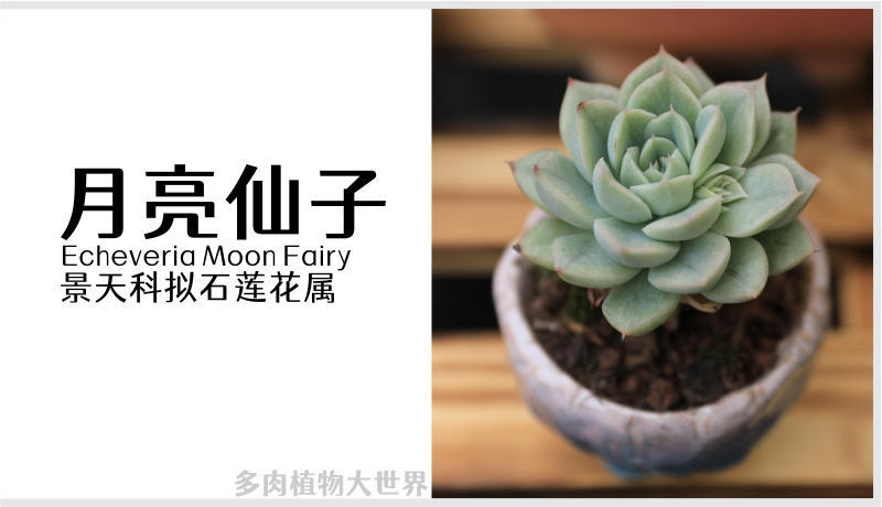 月亮仙子 景天科带暗纹的多肉植物 是比较皮实好养的普通品种 资讯咖