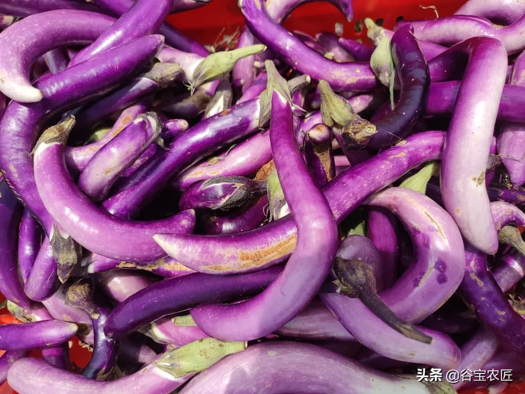 Garlic eggplant or fishflavored eggplant, which one do you prefer