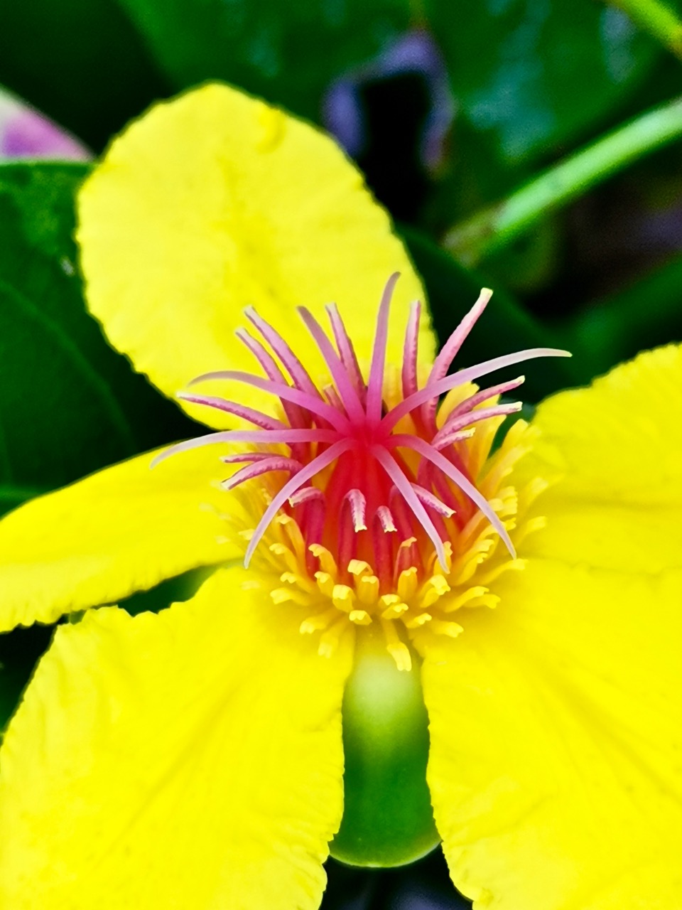 正月十五鲜花图 花型各异真是赏心悦目 资讯咖