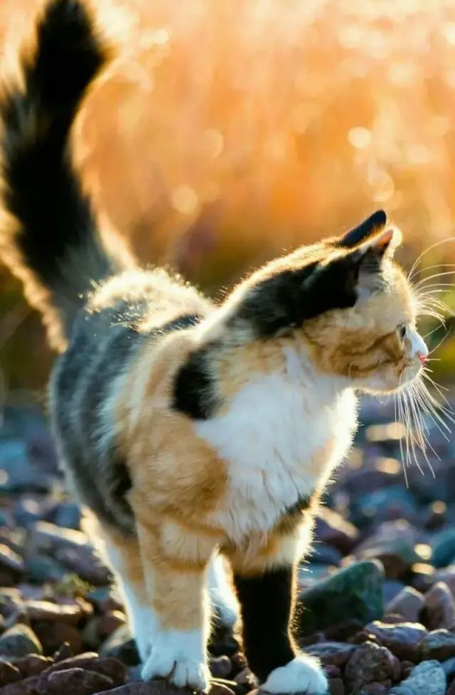 What kind of Chinese pastoral cat do you like best - iMedia