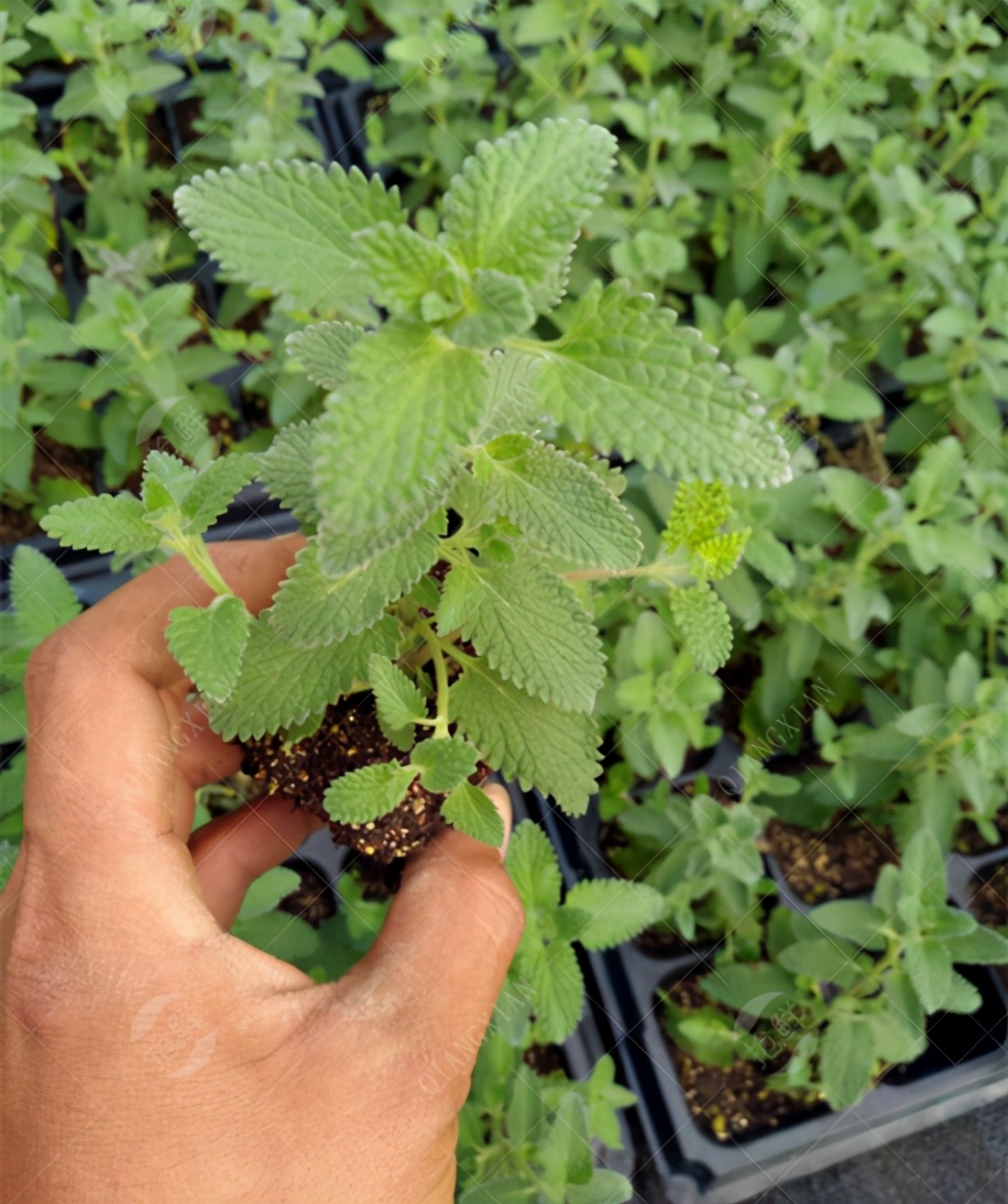 The magical catnip, loved by cats, is it harmful? iMedia