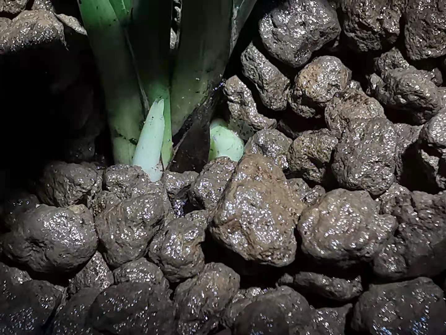 841 The boundary between flower bud and flower bud iMedia