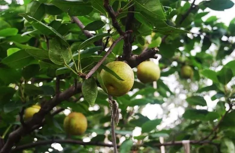 Juicy peaches, green pears, grapes... come and taste how sweet summer