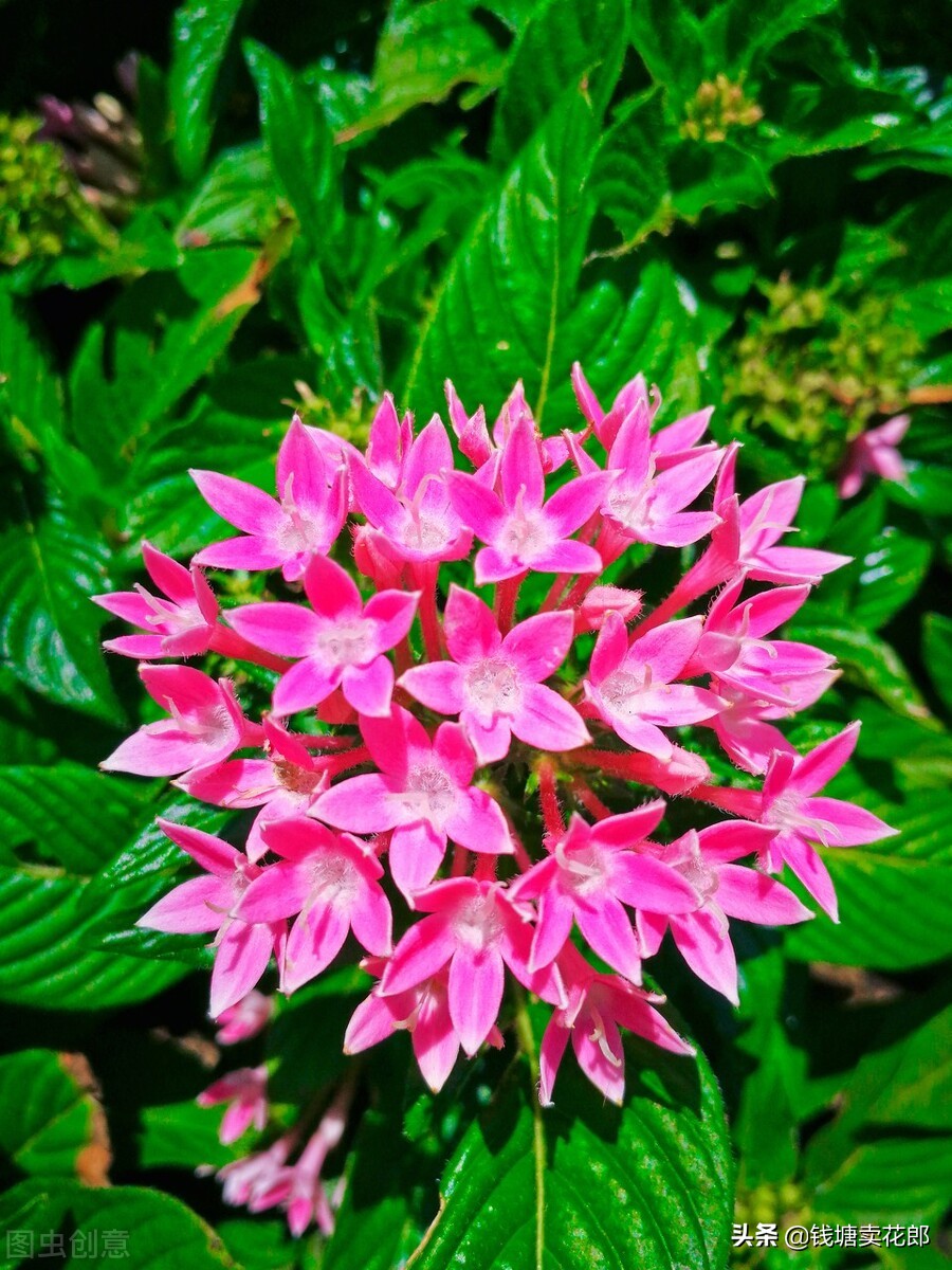 Although these three plants are herbaceous, they are not afraid of heat