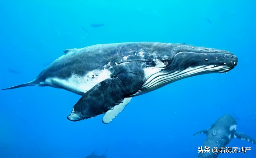 The largest animal in the world, count ten super giant creatures - iMedia