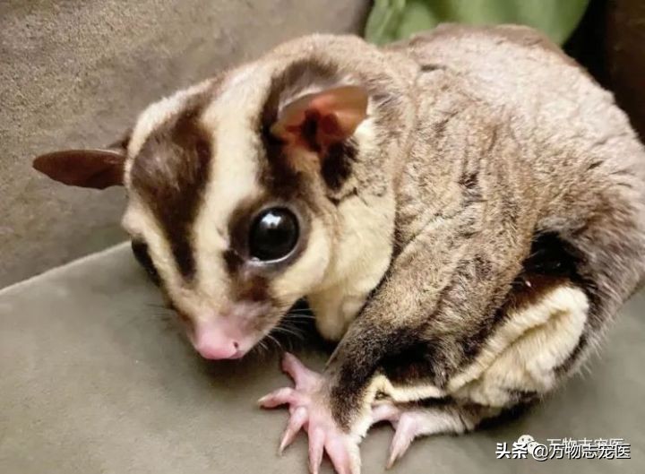 Little honey glider is really difficult to raise, these