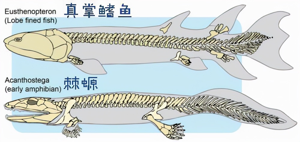 為何人類的手有5根手指 而非4或6根 得從四足動物的進化說起 資訊咖