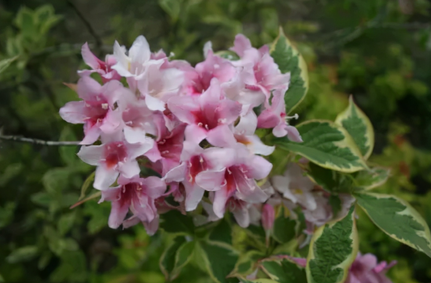 它是耐寒的 花仙子 春季能赏花 夏秋两季看彩叶 病虫害很少 资讯咖