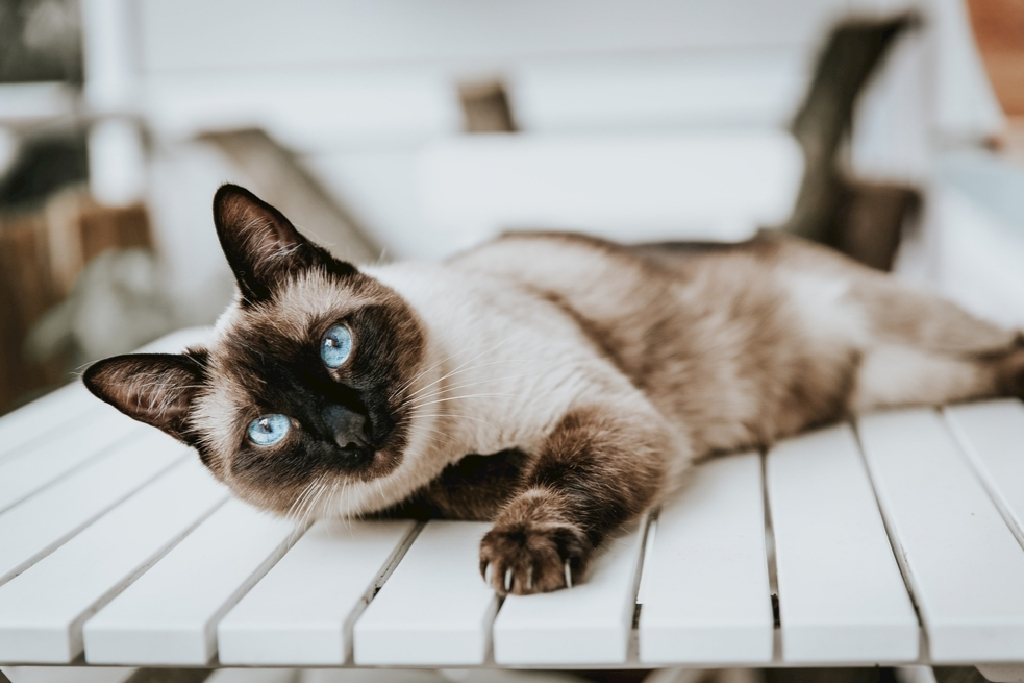 The efficacy and role of lecithin for cats, is it necessary for cats to