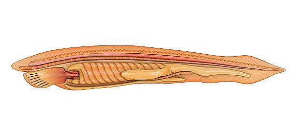 Wenchangyu, who has lived for 500 million years, 