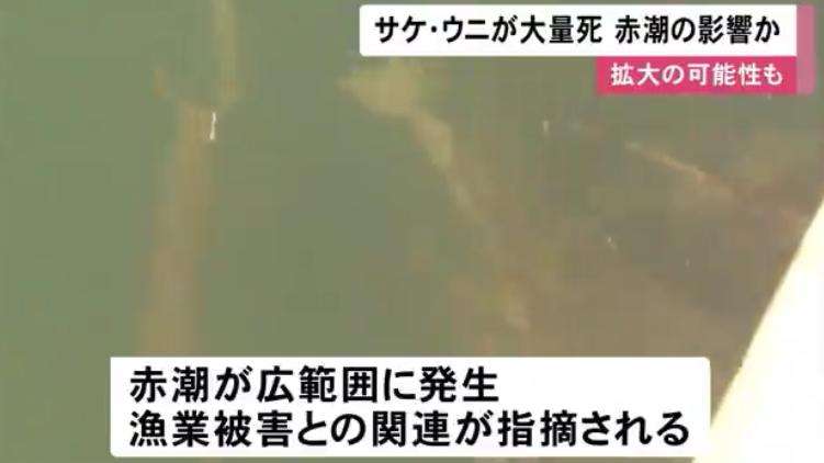 魚還能吃嗎 專家 日本北海道爆發史上最強赤潮 究竟危害多大 資訊咖