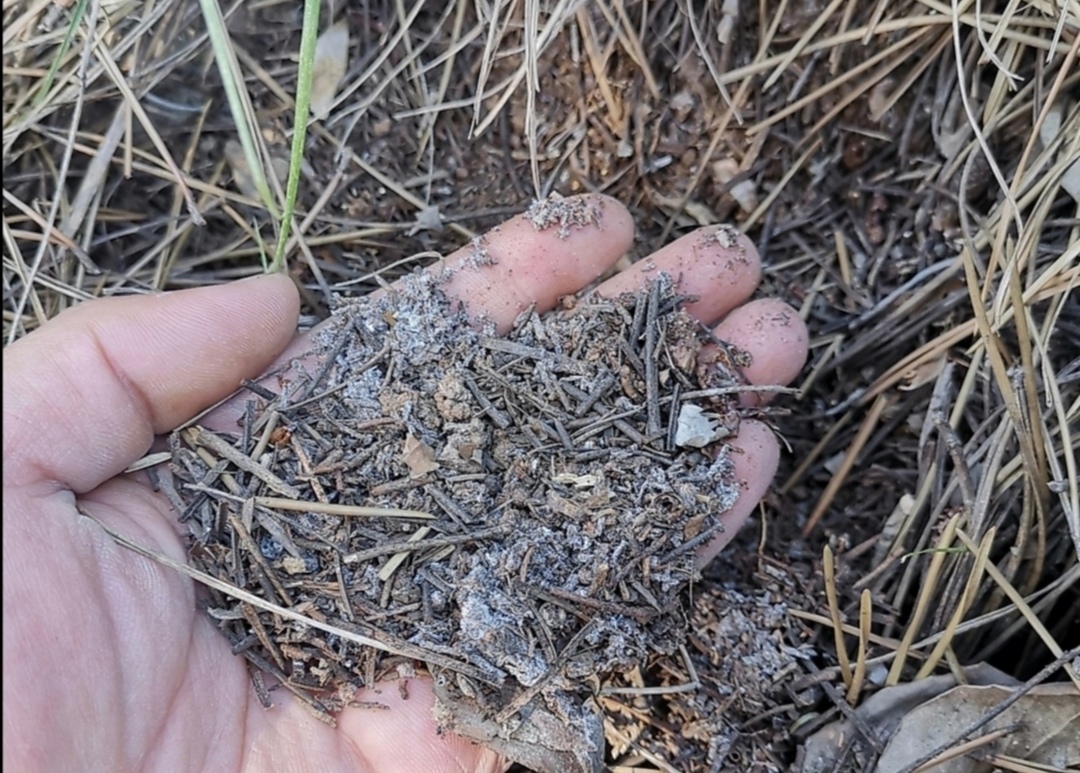 Use pine needle soil to grow flowers, 3 details should be done well ...