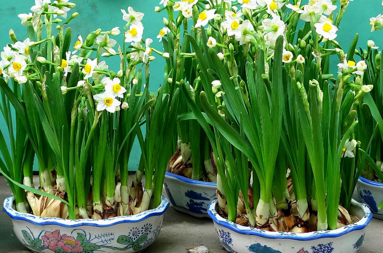 These "4" flowers are poisonous!Don't ask for it for free!If you have a