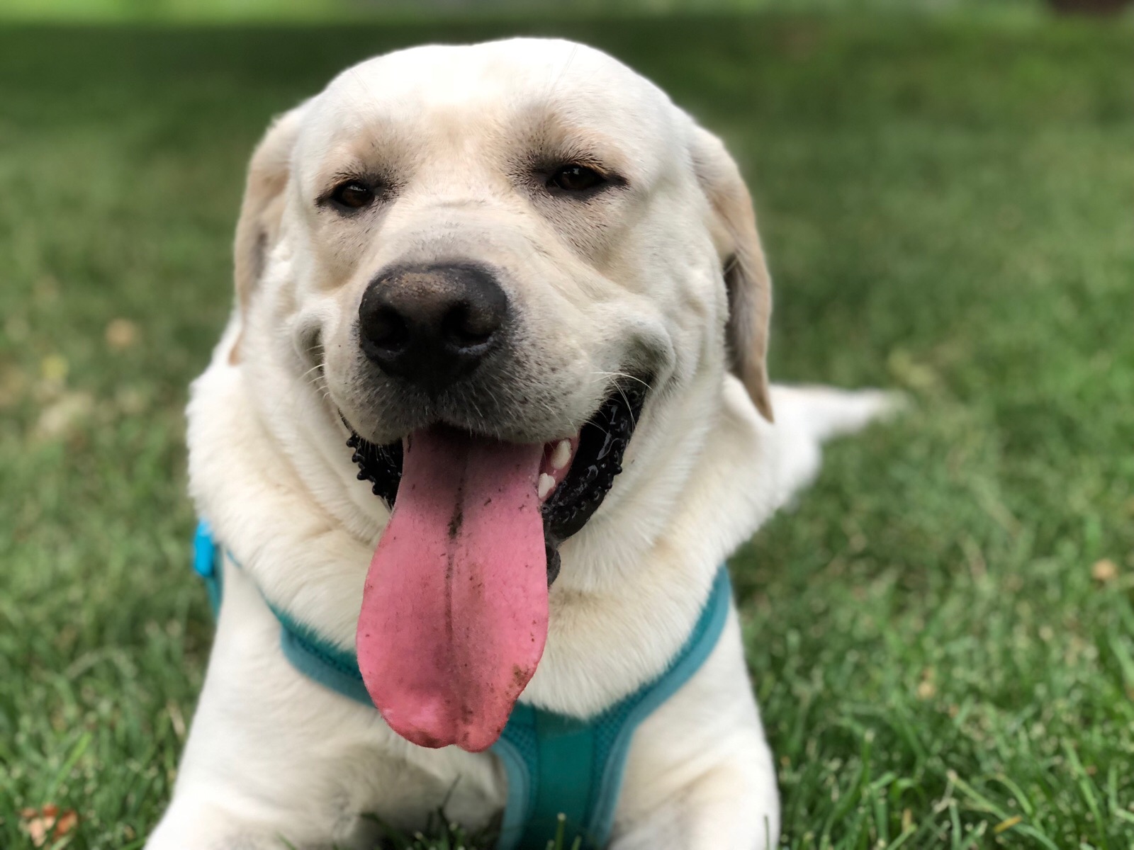 Labrador Retrievers are very edible, why are they so popular? - iMedia